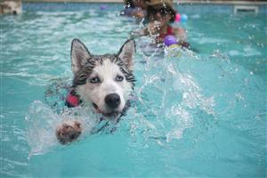Adorable Dog Going For A Swim
